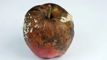 maladies de conservation des fruits à pépins